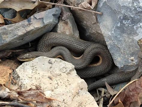 googlre snake|Iba pa.